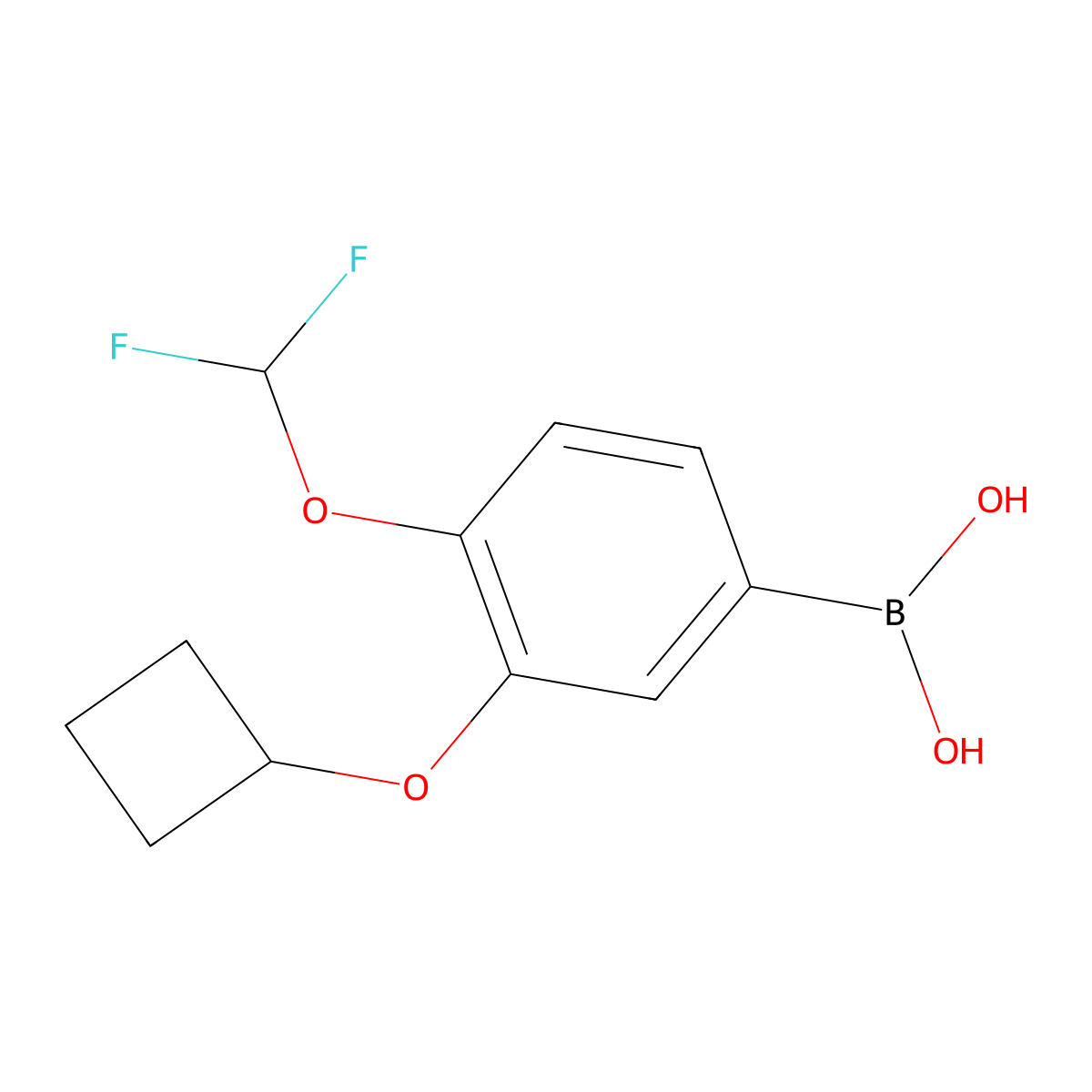 (3-Cyclobutoxy-4-(difluoromethoxy)phenyl)boronic acid molecular structure, CAS 2304634-55-5